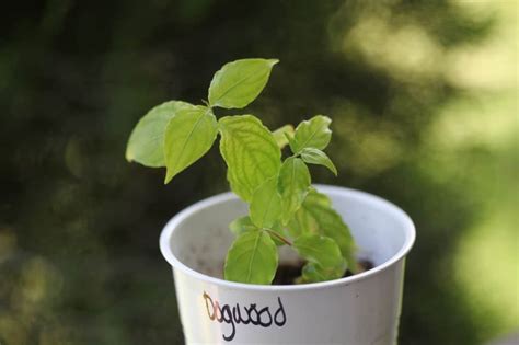 dogwood tree sapling