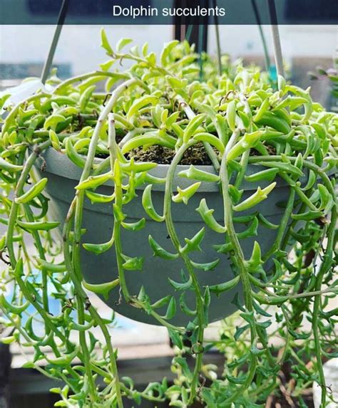 dolphin string plant