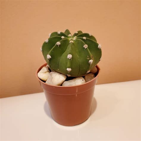 domino cactus