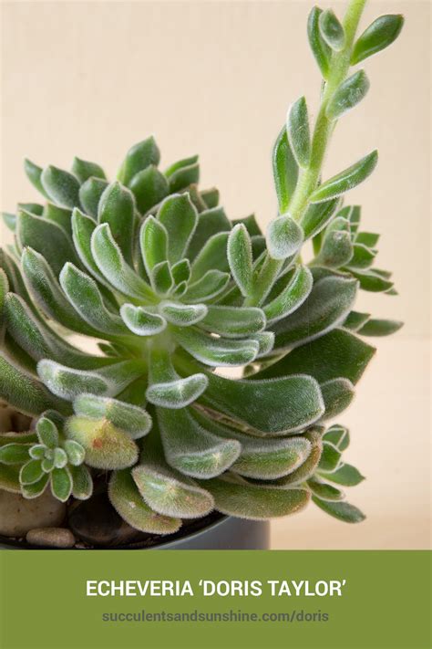doris taylor succulent care