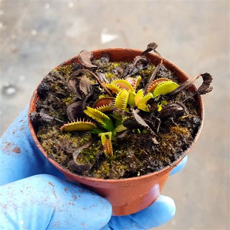 dormant venus flytrap
