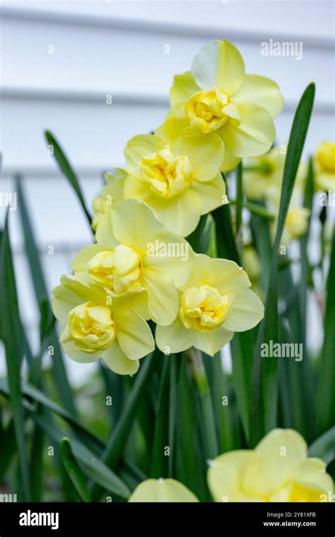 double bloom daffodils