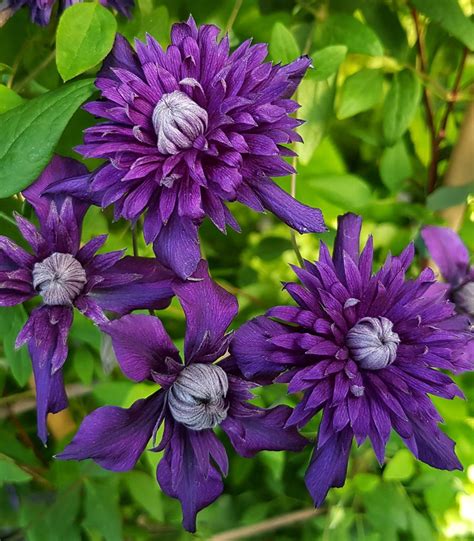 double clematis