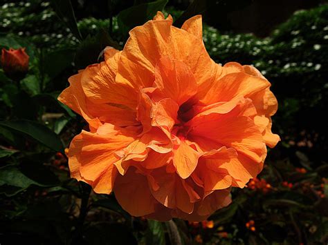 double hibiscus flower