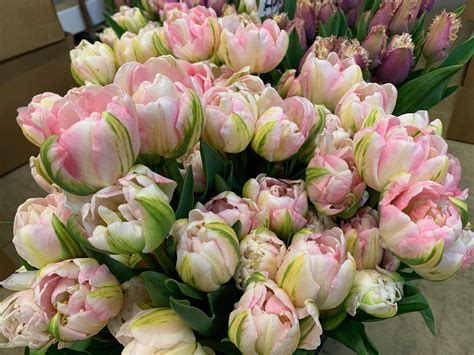 double late tulips
