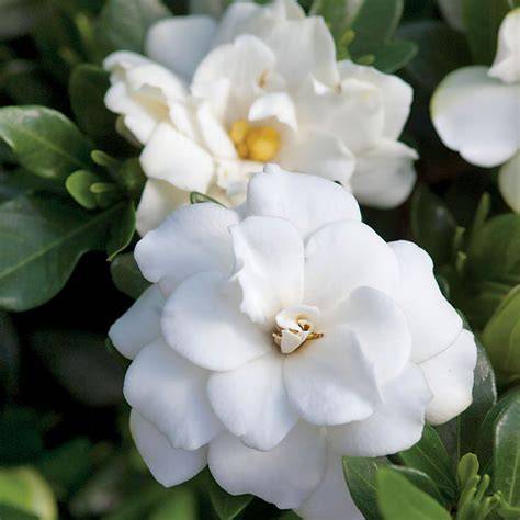 double mint gardenia