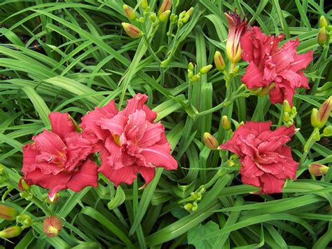 double pardon me daylily