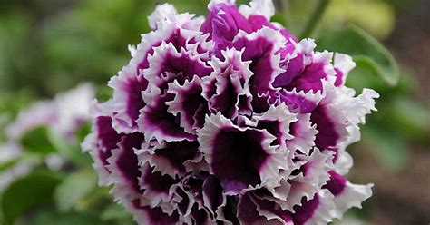 double petunia flower