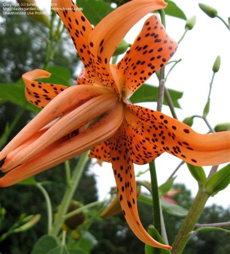 double tiger lily