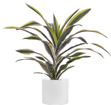 drac lemon lime plant