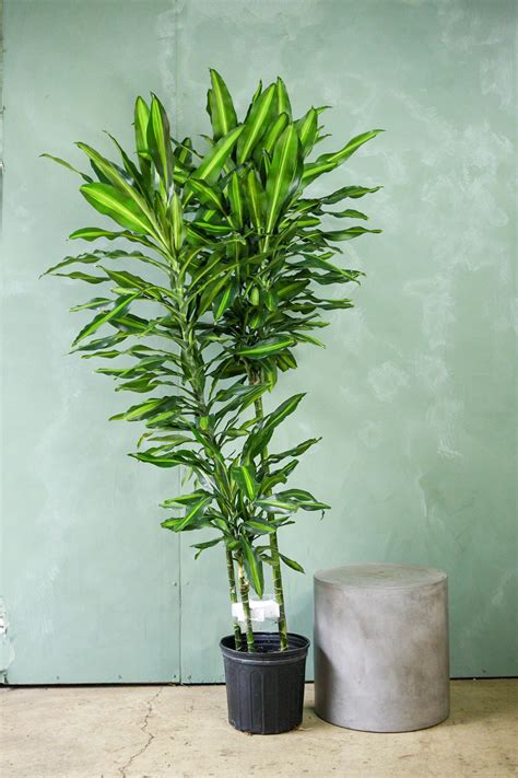 dracaena cinthos