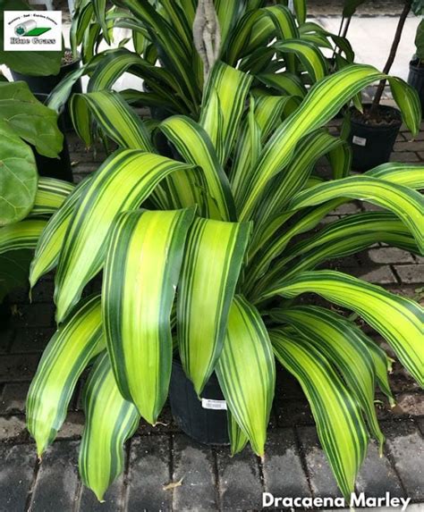 dracaena marley
