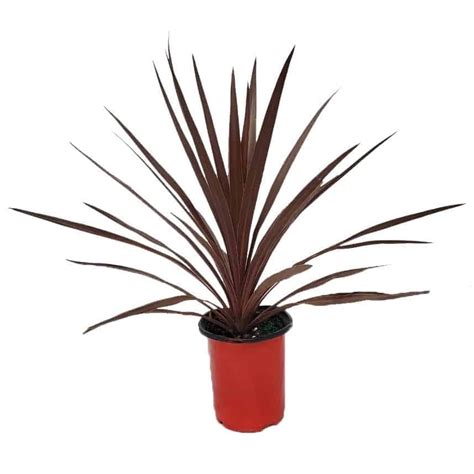 dracaena red star