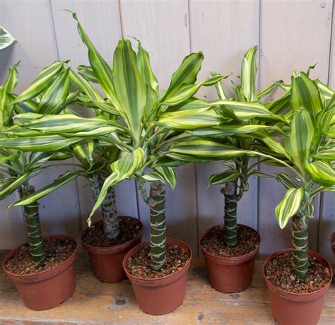 dracaena sol
