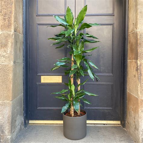 dracaena steudneri