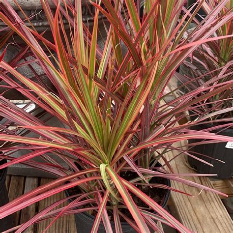 dracaena tricolor