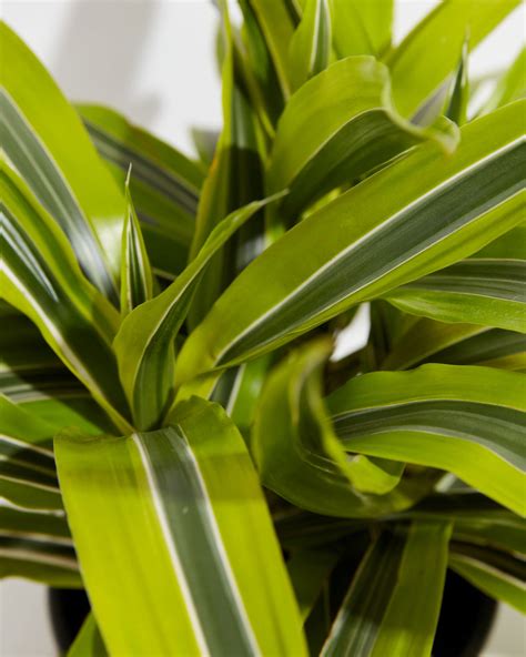 dracaena warneckii lemon lime