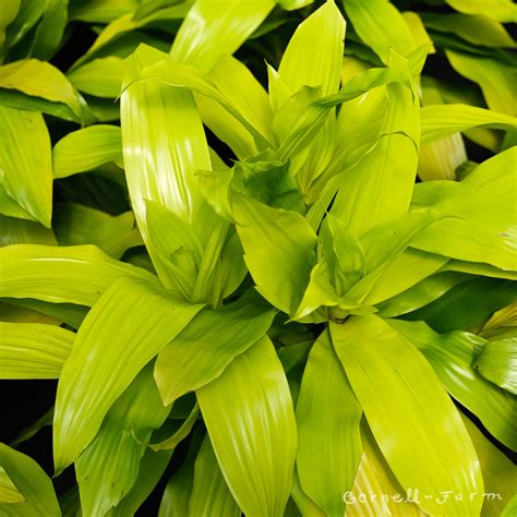 dracena limelight