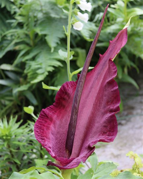 dracunculus vulgaris