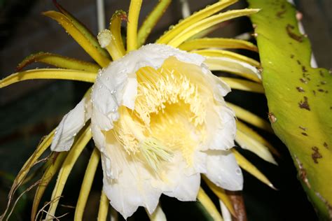 dragon flower cactus