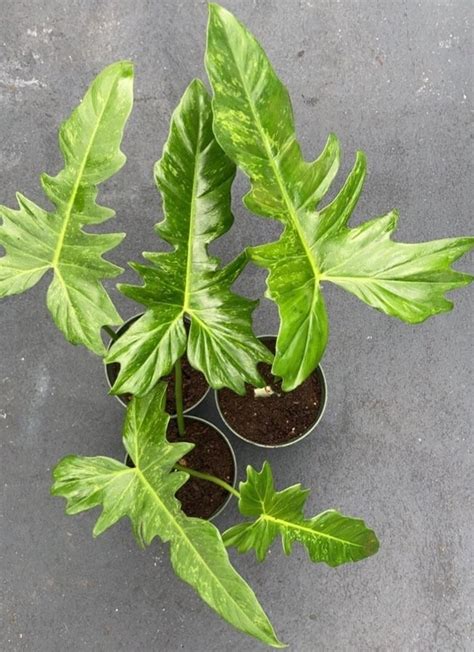 dragon philodendron