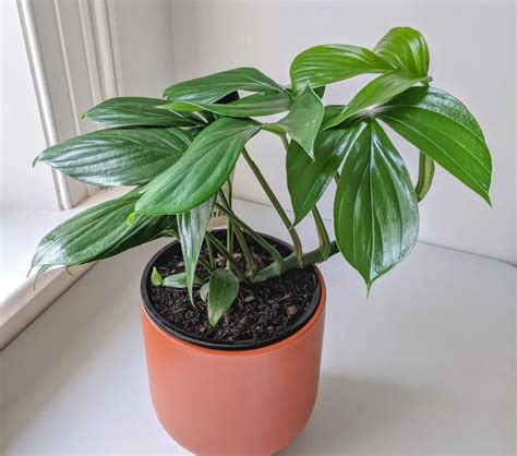 dragon tail plant care tips