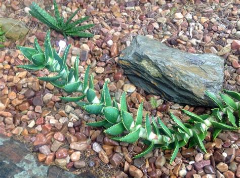 dragon tail succulent