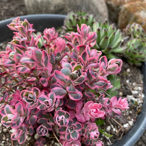 dream dazzler sunsparkler sedum