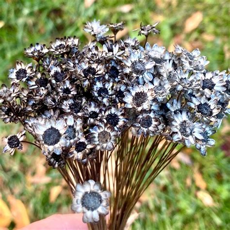 dried black flowers