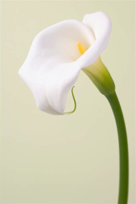 dried calla lily