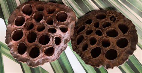 dried lotus pods