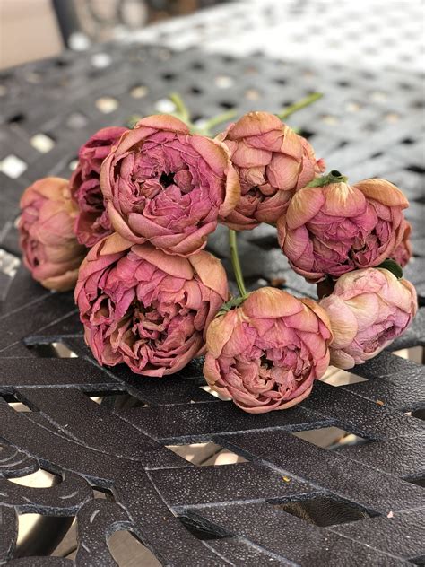 dried peony flowers