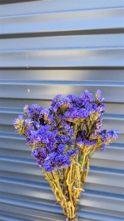 dried statice flowers