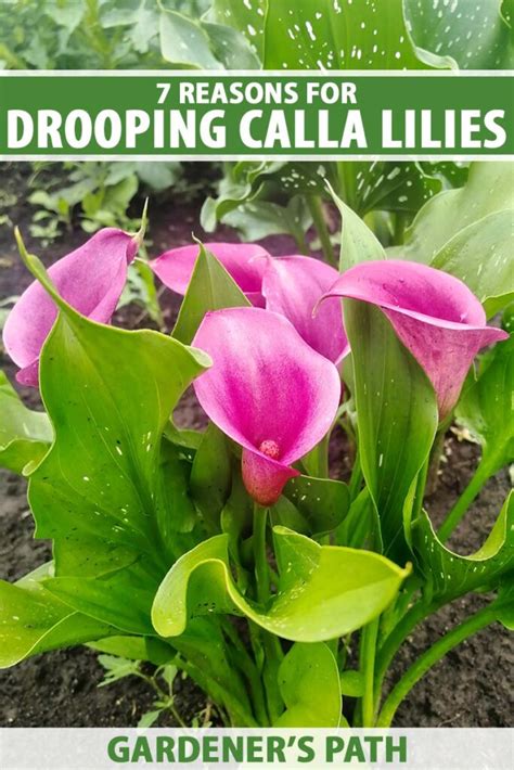drooping calla lilies