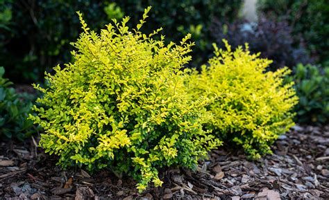 drought resistant shrubs