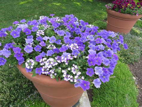 drought tolerant annual flowers