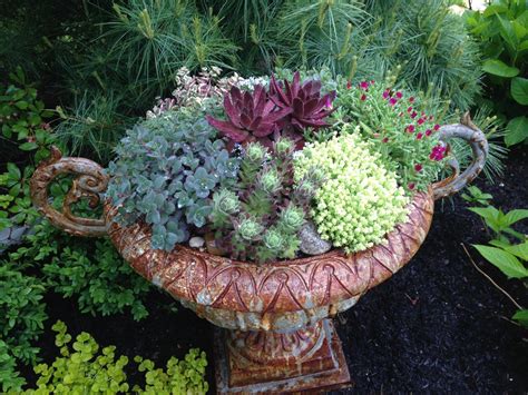 drought tolerant container plants