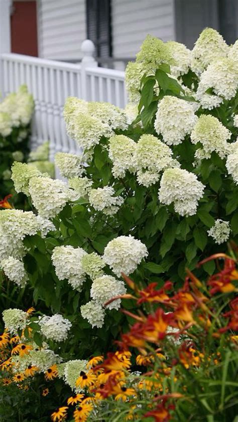 drought tolerant hydrangea