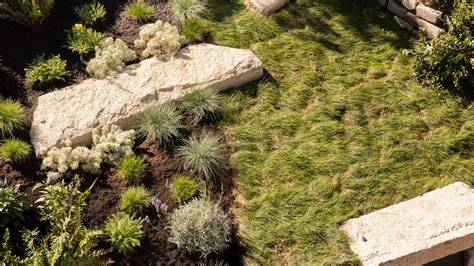 drought tolerant lawn grass