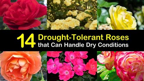drought tolerant rose plants