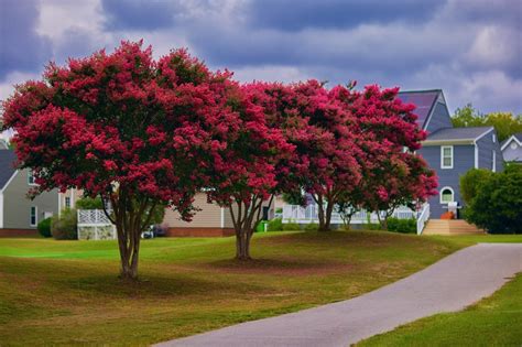 drought tolerant trees