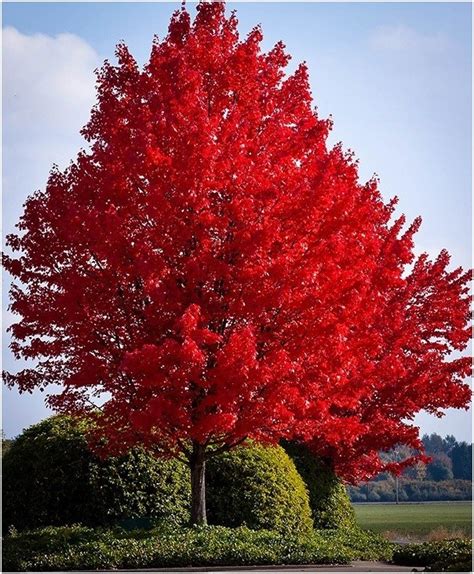 drummond red maple