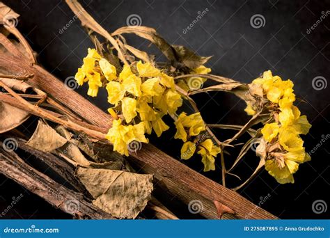 dry yellow flowers