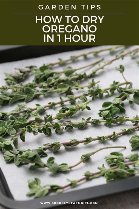 drying oregano