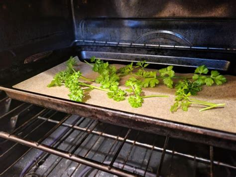 drying parsley oven