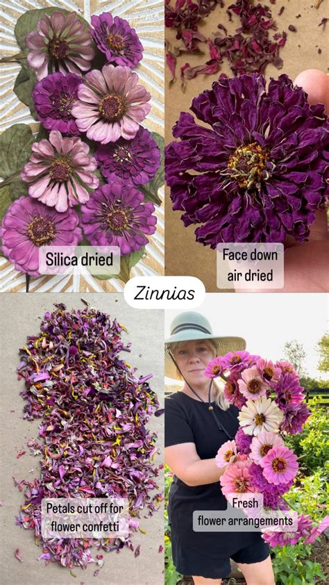 drying zinnias