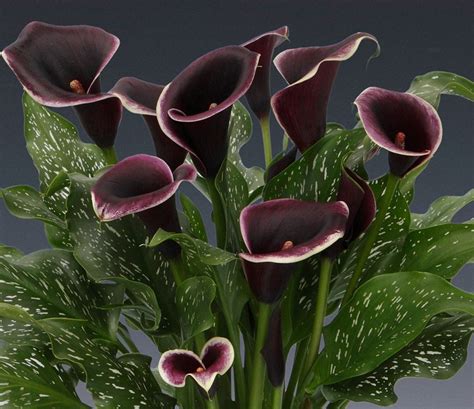 dubai nights calla lily
