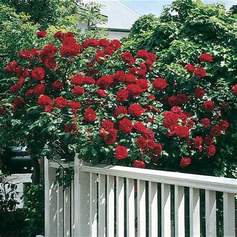 The Beauty of Dublin Bay Climbing Rose