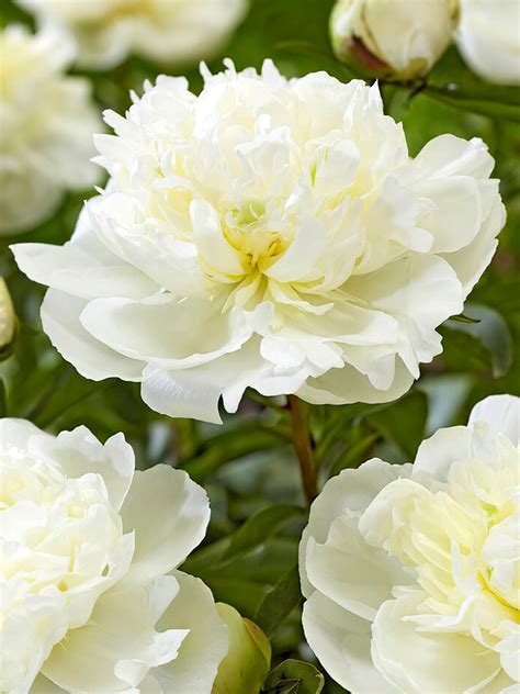 duchesse nemours peony