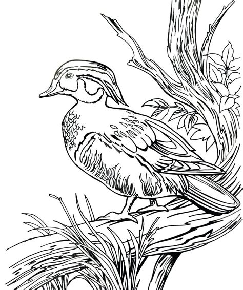 duck hunting coloring pages